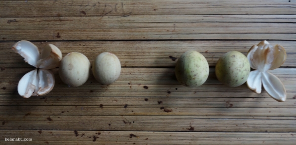 Antara Buah Pisitan dan Dukuh