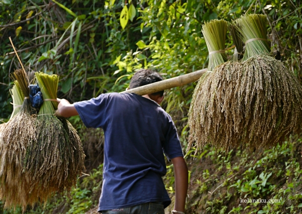 Mengangkut Hasil Panen