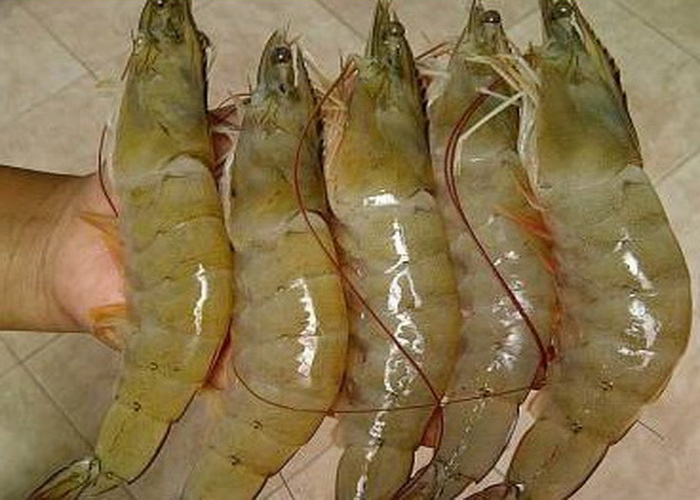 Mengapa Produksi Udang Indonesia Tertinggi di ASEAN oleh Mengapa Produksi Udang Indonesia Tertinggi di ASEAN oleh
