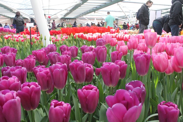Taman Bunga Tulip Serunya Melihat Festival Bunga di Kebun Terbesar Dunia Taman Bunga Tulip Serunya Melihat Festival Bunga di Kebun Terbesar Dunia
