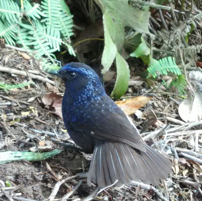 Burung jalak biru-hitam seperti lumba-lumba menuntun pendaki hingga mendekati puncak (dokpri)