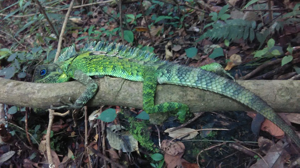 Iguana Talamau (dokpri)