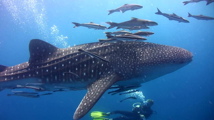 Hiu Paus Dan Hiu Paus Halaman All Kompasiana Com Hiu Paus Dan Hiu Paus Halaman All Kompasiana Com