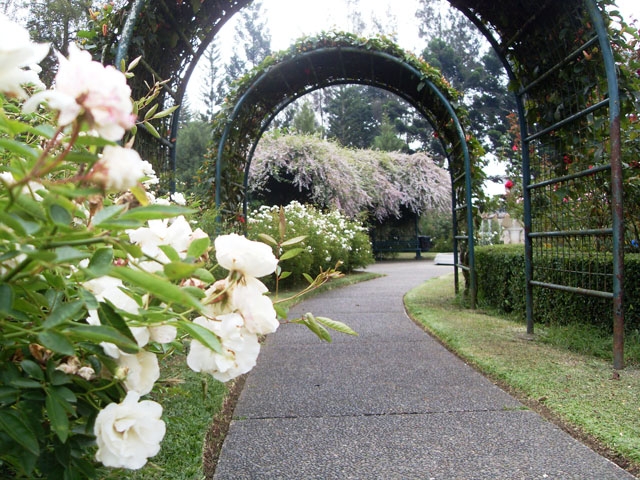 taman-mawar-5727211b177b61e0171b93e3.jpg
