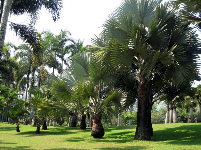 taman-palem-572722025a7b61930758dd89.jpg
