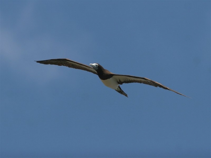 Foto Artikel Belajar Dari Burung Burung Pengembara Kompasiana Com