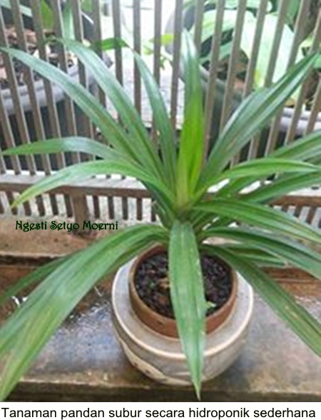 Menyulap Kolam Ikan Lawas Dengan Tanaman Dan Ikan Nila Halaman 1