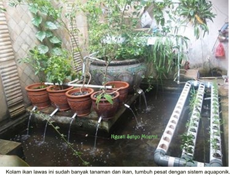 Menyulap Kolam Ikan Lawas Dengan Tanaman Dan Ikan Nila Halaman All Kompasiana Com