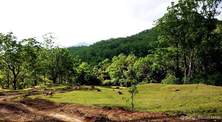 Tour de Nenas Catatan Perjalanan ke Kabupaten Timor 