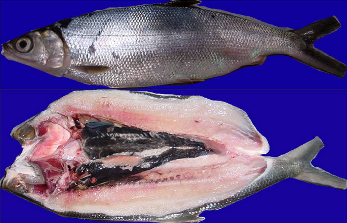 Beragamnya Aneka Olahan Ikan Bandeng Halaman All Kompasiana Com Beragamnya Aneka Olahan Ikan Bandeng Halaman All Kompasiana Com