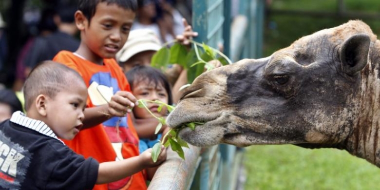 ILUSTRASI - Pengunjung memberi makan unta di Taman Margasatwa Ragunan. Kompas/Dhoni Setiawan