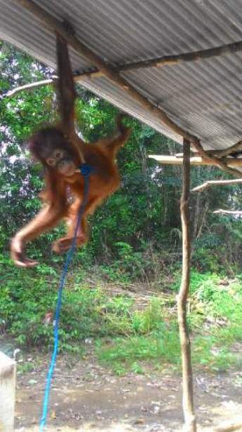 Anak orangutan yang dipelihara oleh masyarakat di Kec. Manis Mata, Ketapang pada januari 2016. Foto dok. Yayasan Palung