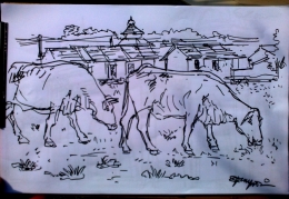 Dua ekor sapi dengan latar belakang kompleks perumahan