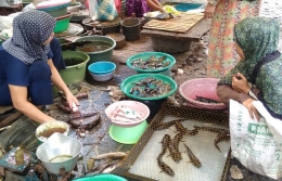 ikan haruan (Channa striata) di pasar semua produksi dari alam (Foto : Kolekso pribadi)