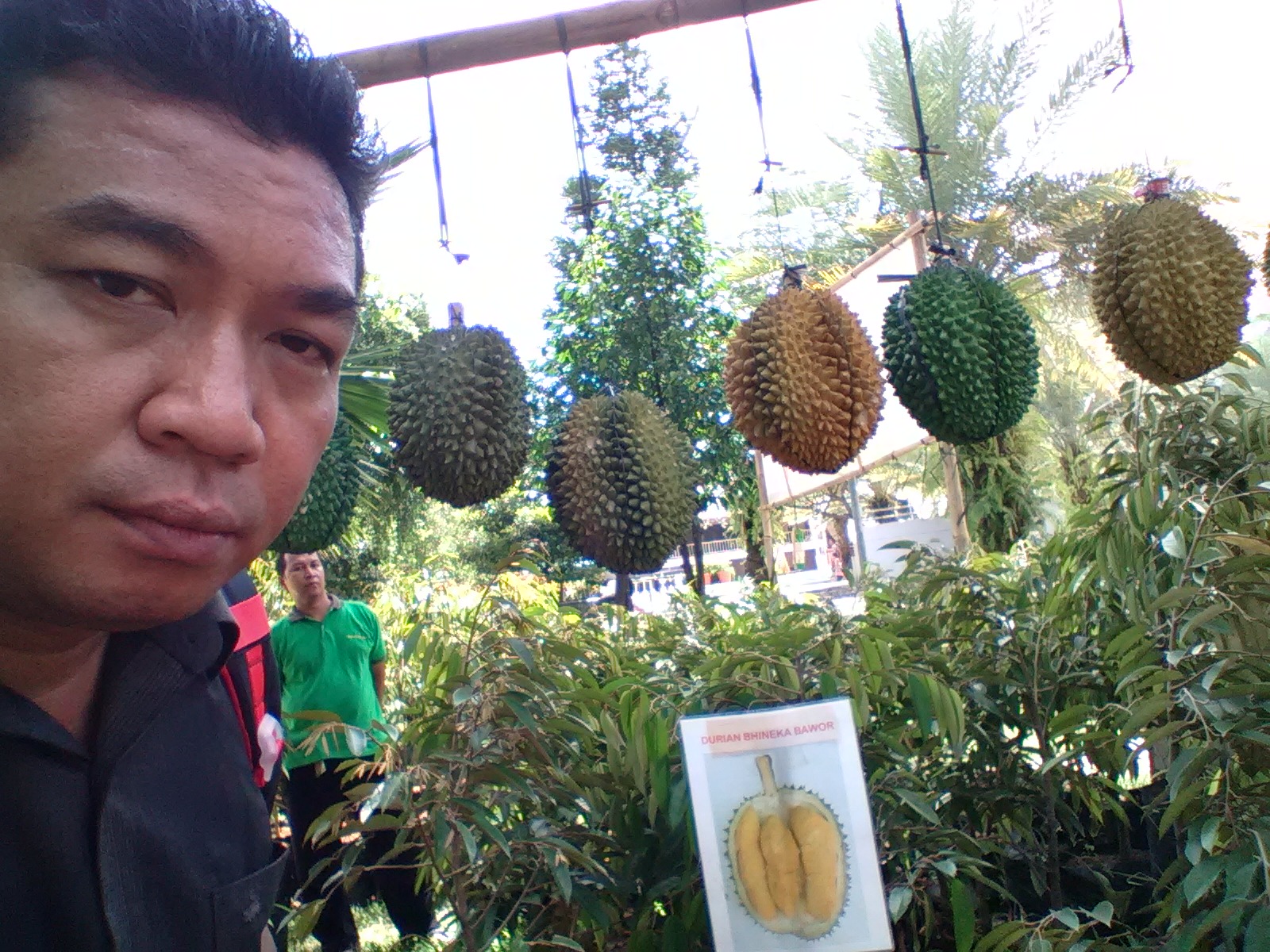 bibit durian Medan (dokumentasi pribadi)