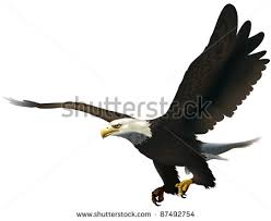 http://www.shutterstock.com/s/eagle+flying/search.html