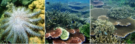 Pemandangan Bawah Laut di Pulau Lepar; Sumber: Tim Terumbu Karang UBB