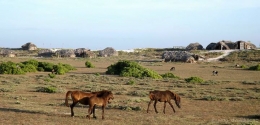 Gambar 14. Rumah Daun dan Kawanan Kuda di Sabana; Sumber: Dokumentasi Peneliti