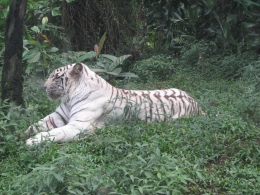 Macan Putih