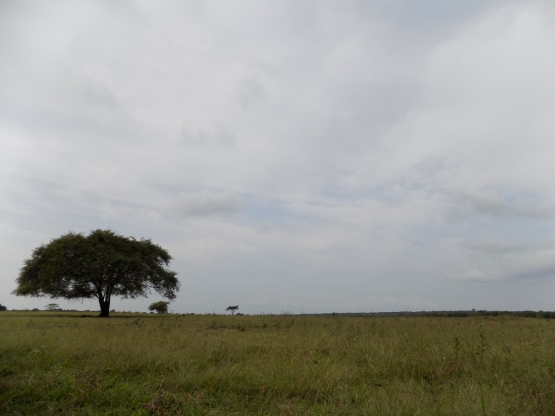 Dok. Pri | Pohon Baluran yang ada di savana Bekol Taman Nasional