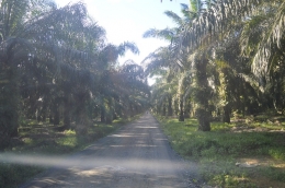 Di kiri kanan jalan hamparan perkebunan kelapa sawit. (foto : akhmad husaini)