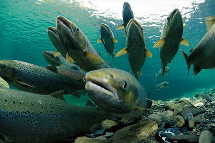 Ikan Salmon dewasa siap bermigrasi ke air tawar. Sumber Gambar: bioweb.uwlax.edu