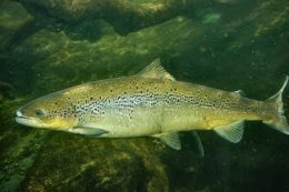 Salmon Atlantik (Salmo salar). Sumber Gambar: biopix.com
