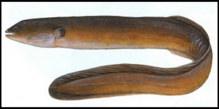 Ikan Sidat (Anguilla bicolor bicolor). Sumber Gambar: ilovefishing.co.za