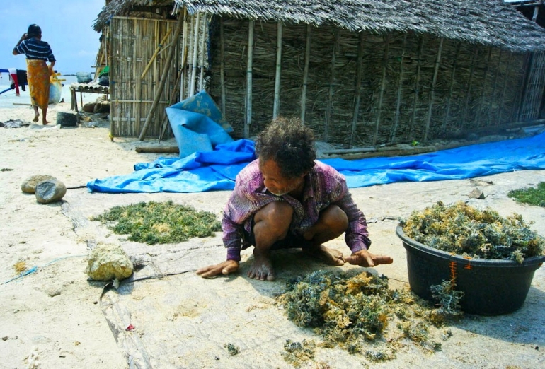 Ruslih mengeringkan rumput laut di dekat gubugnya di Pantai Kertasari (dok. pri).