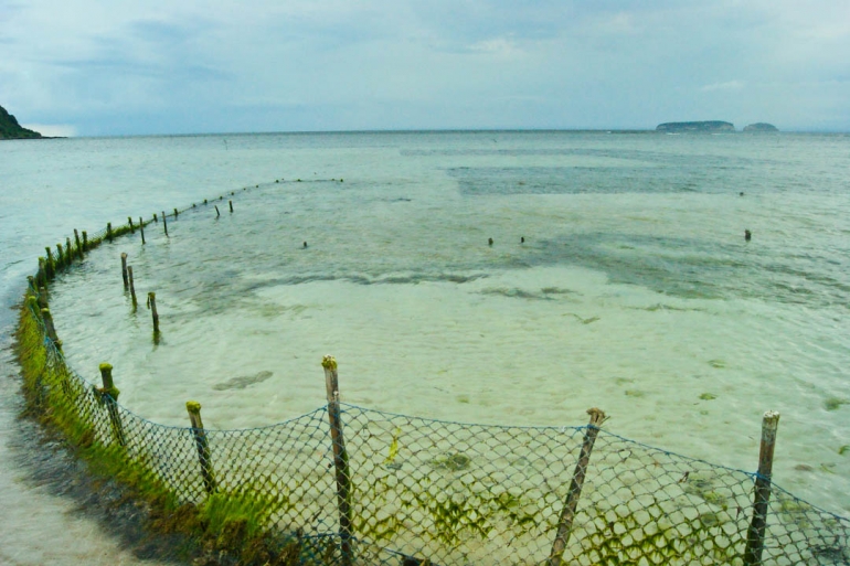 Ladang rumput laut di Pantai Kertasari (dok. pri).