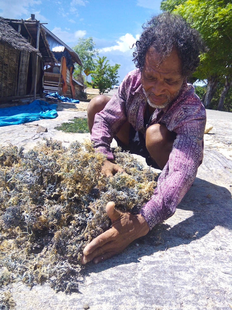 Ruslih sedang mengumpulkan rumput laut yang telah dikeringkan (dok. pri).