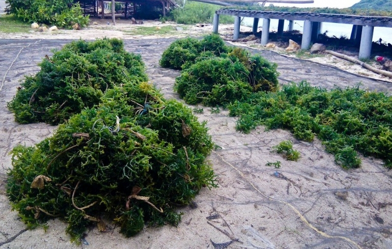 Rumput laut yang baru dipanen (dok. pri).