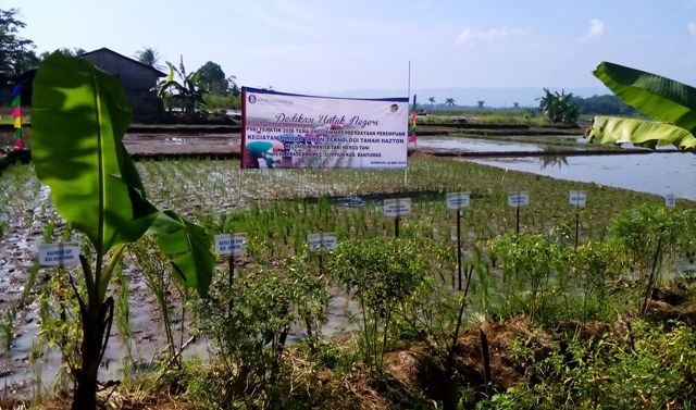 Hamparan Lokasi Tanam Perdana Metode Hazton, dok. Pribadi