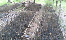 Ratusan Bibit bambu miliknya. Foto dok. Pribadi.