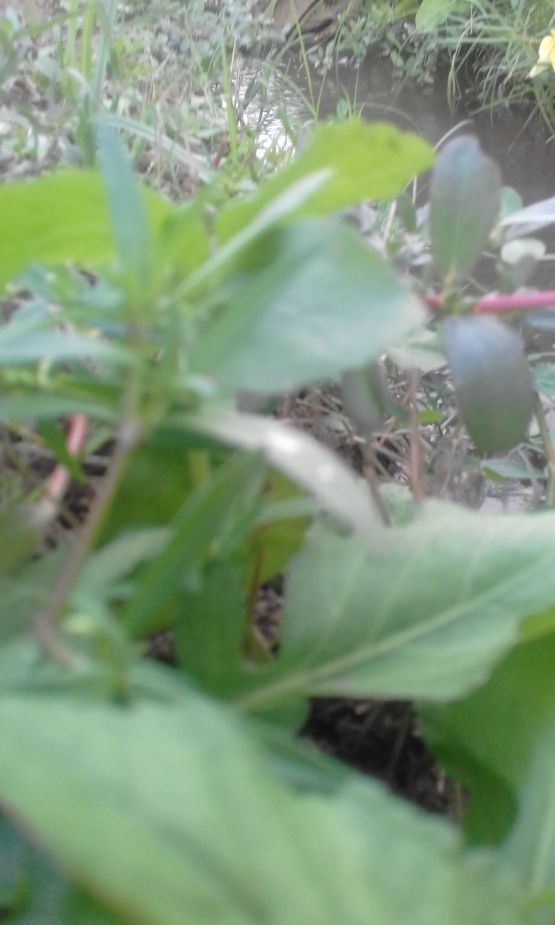 Tanaman Tempuyung, Tumbuh Liar di Dekat Areal Tanaman Jagung Manis/Dok. Pribadi