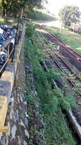 Kereta api batu bara akan melalui terowongan bambu nantinya -Sumber gambar Agus KWP