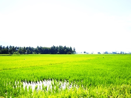 Hamparan Padi Menguning Menjadi Beras Solok (Dokpri)