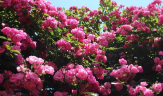 Harum Dan Indahnya Mawar Di Korea Halaman 1 Kompasiana Com