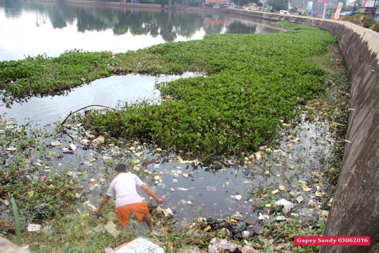 Eceng gondok dan sampah di Situ Tujuh Muara sebelum dilakukan Opsih. (Foto: Gapey Sandy)