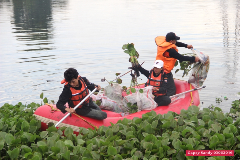 Viera (17) --- tengah --- sedang mengumpulkan eceng gondok dan sampah yang diangkat dari perairan Situ Tujuh Muara. (Foto: Gapey Sandy)