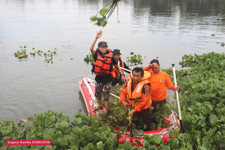 Putri (27) -- sebelah kiri -- ketika sigap mencabuti eceng gondok dan menumpuknya di perahu karet. (Foto: Gapey Sandy)