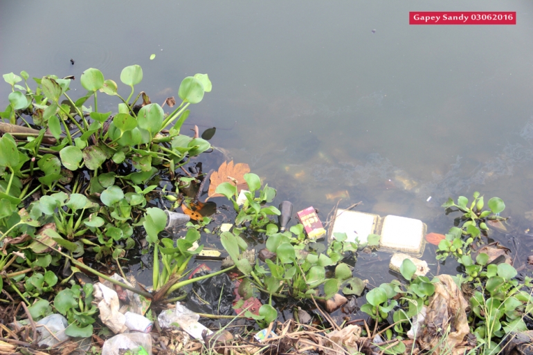 Sampah dan eceng gondok berserakan di Situ Tujuh Muara. (Foto: Gapey Sandy)