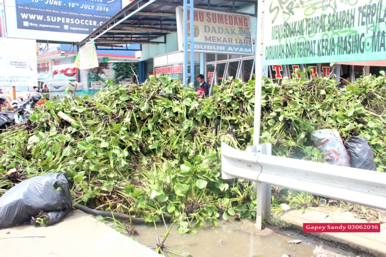 Timbunan eceng gondok yang berhasil dikumpulkan. (Foto: Gapey Sandy)