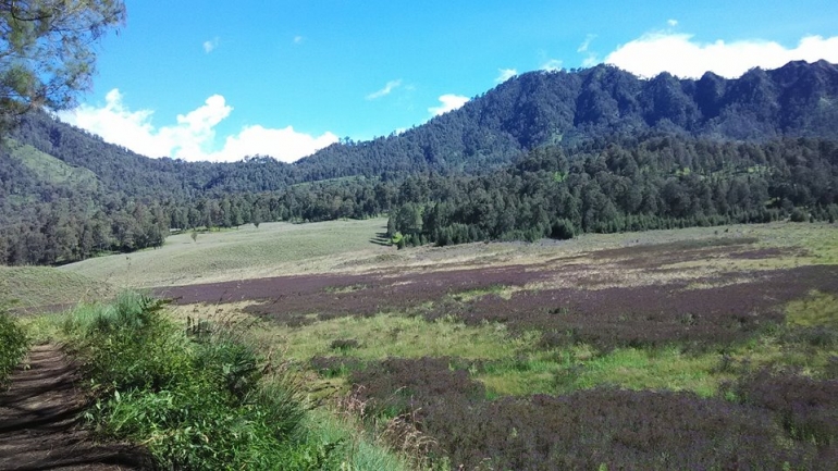 Kondisi Oro-oro Ombo Mei 2016. Foto: Sutomo Paguci