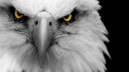 Eagle eye (from 7.themes.com)