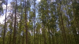 Hamparan pohon akasia dan eucalyptus yang mendominasi sepanjang jalan menuju Arboretum (foto: istimewa)