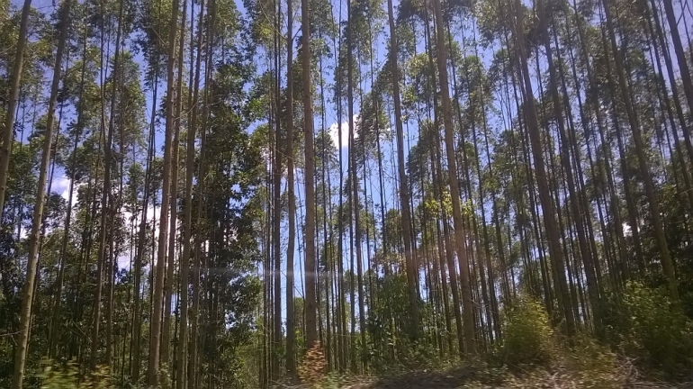 Selama lebih kurang 30 menit perjalanan menuju Arboretum, pemandangan ini akan menyejukkan mata (foto: istimewa)