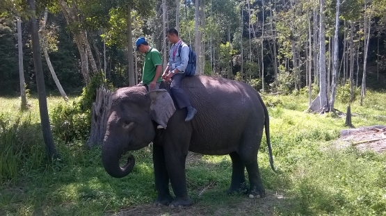 Ivo Duanti, gajah betina berusia 32 tahun, salah satu primadona di Arboretum (foto: istimewa)