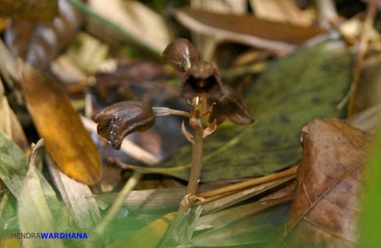 Gastrodia crispa adalah anggrek saprofit yang tidak memiliki daun dan tidak melakukan fotosintesis. Makanannya diperoleh dari materi organik di alam melalui simbiosis dengan mikoriza.