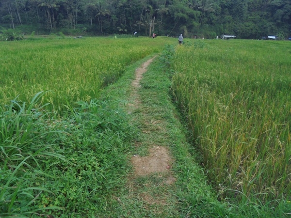 Jalan di tengah persawahan (foto: dok pri)